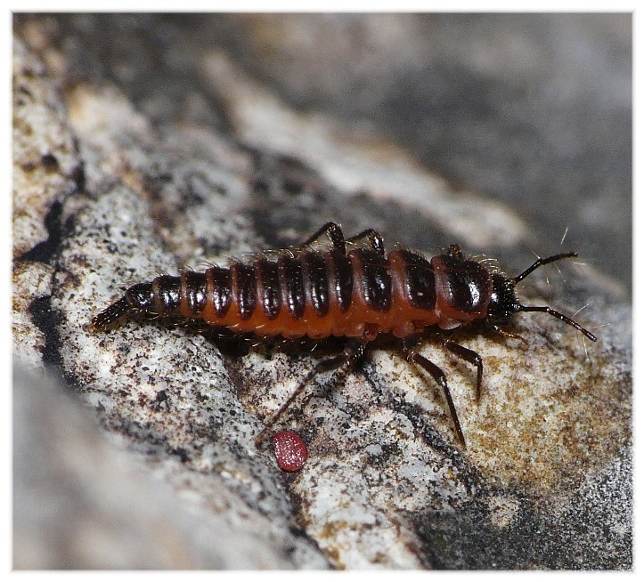 Larva di Mastigus sp. (Scydmaenidae)